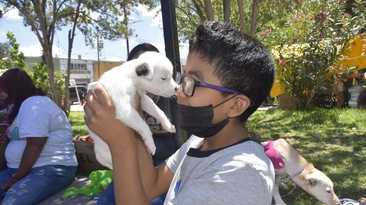 portada perritos en adopcion